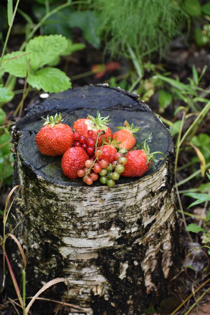 home-hero-1 Close-up of fresh strawberries and currants on a birch stump in a lush forest.