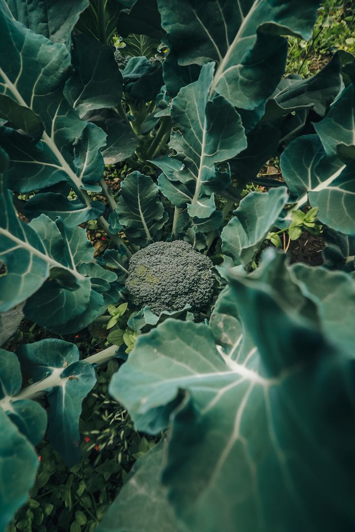 about-us-01 Close-up of a broccoli plant with vibrant leaves, showcasing agricultural growth.
