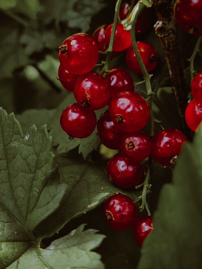 services-01 Close-up of fresh red currants among lush green leaves, showcasing natures vibrant colors.